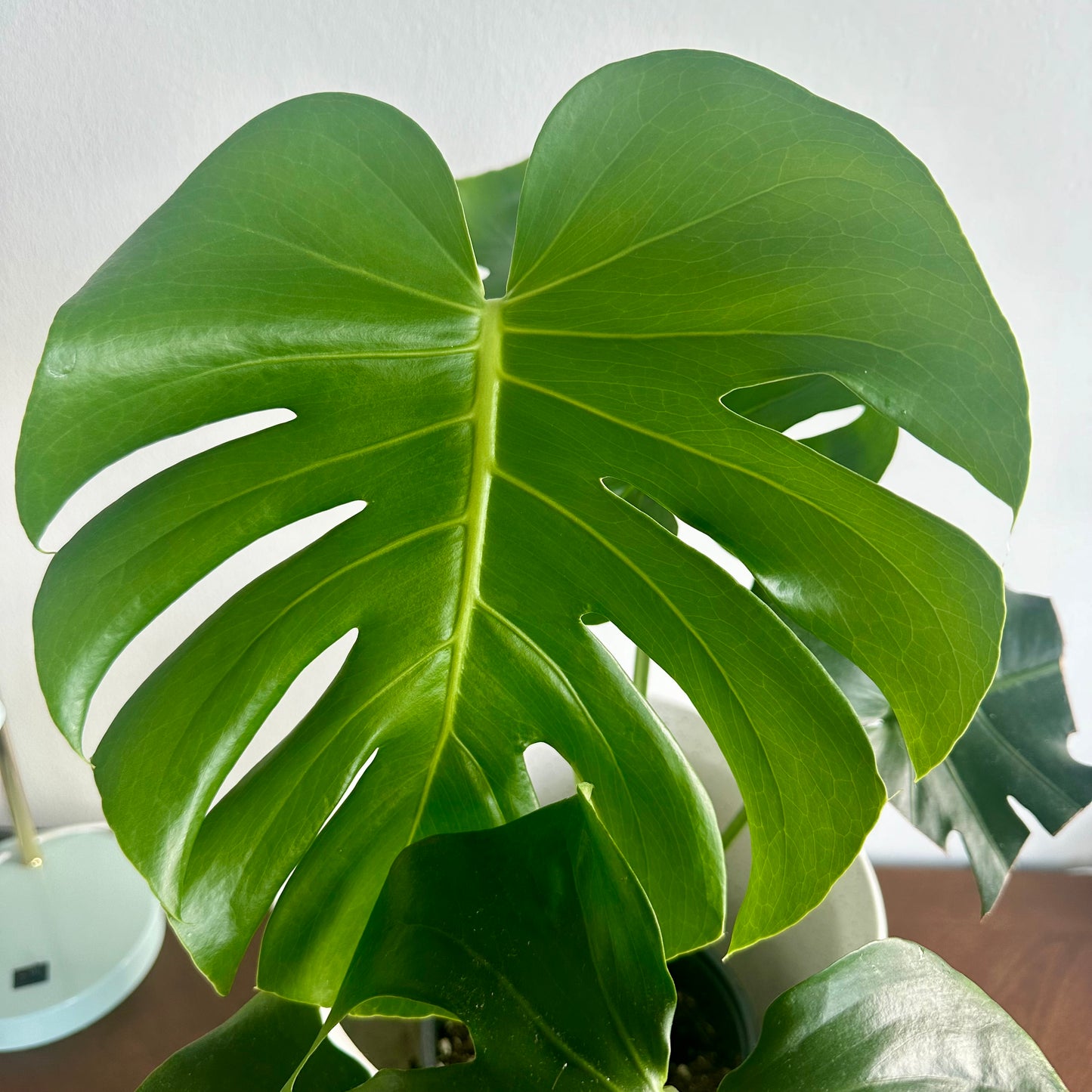 Monstera "Swiss Cheese Plant" / “Daddy” size