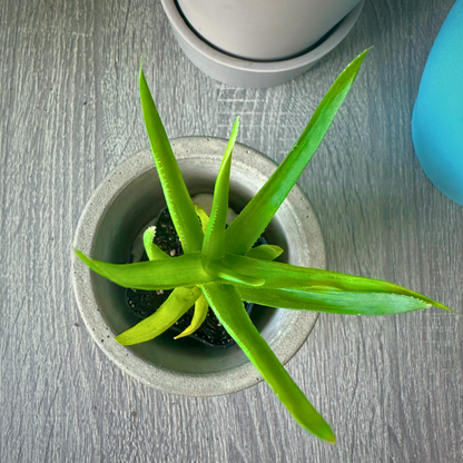 Aloe Vera / “Baby” size