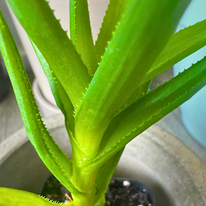 Aloe Vera / “Baby” size