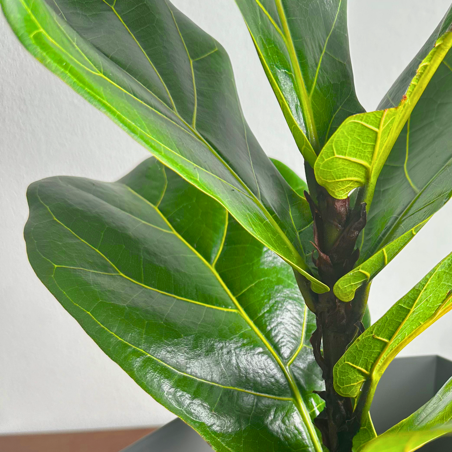 Fiddle Leaf Fig / “Daddy” size