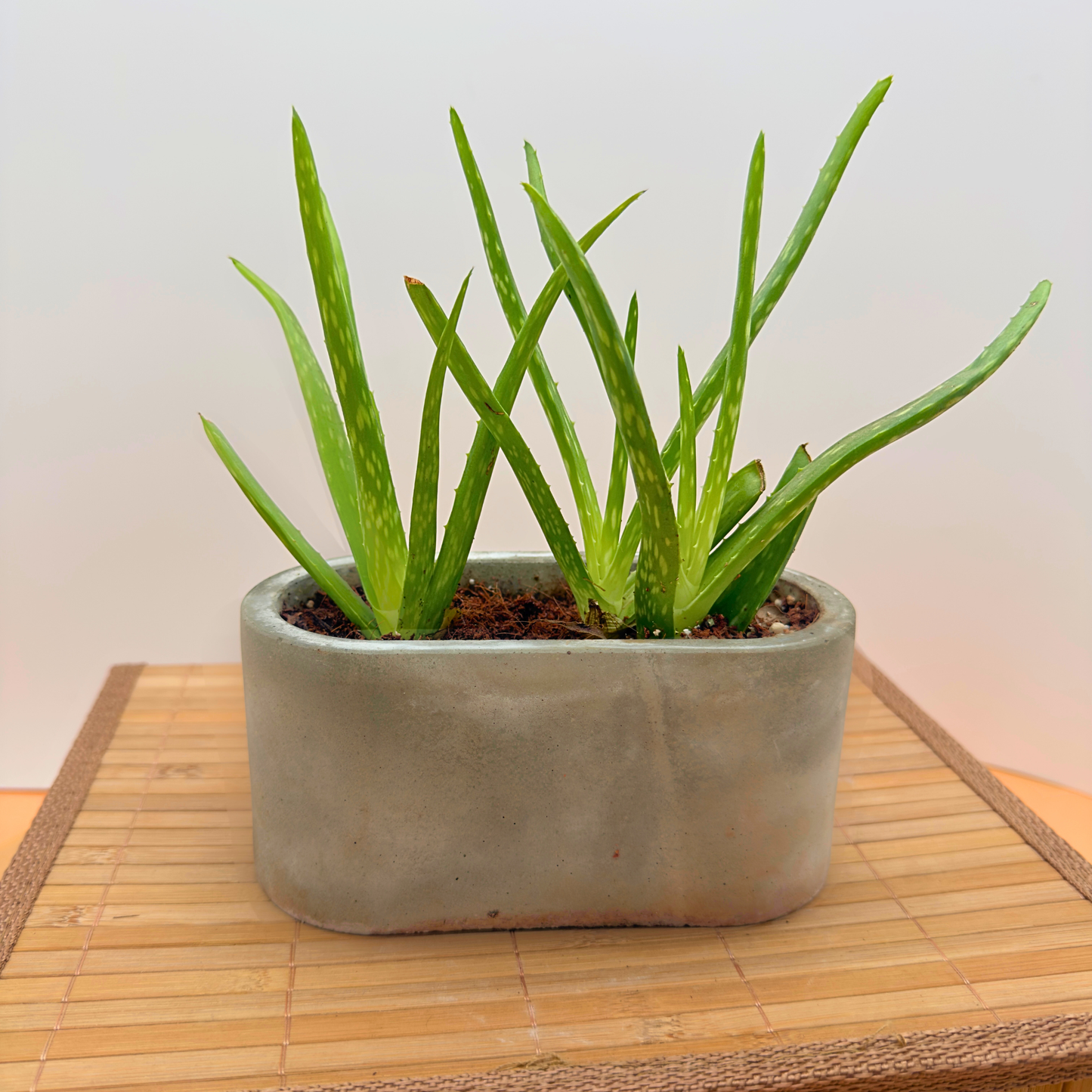 Aloe Vera – Soothing, Low-Maintenance Succulent in 4.5” Slate Gray Charlie Pot Signature Oval