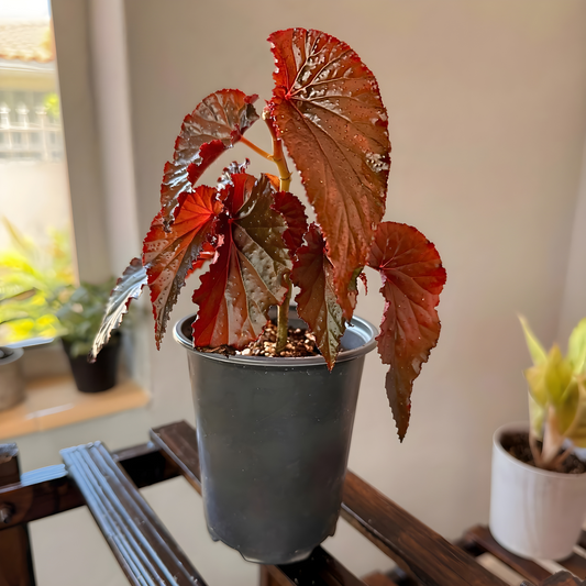 Red Angel Wing Begonia – Bold Foliage Begonia in Premium Pot Options