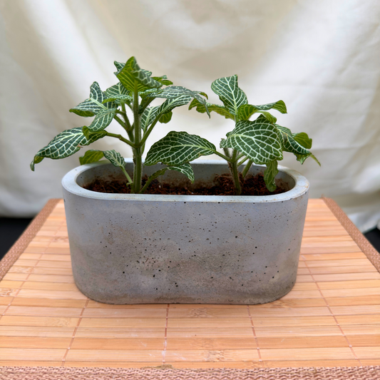 Silver Nerve Plant – Easy-Care Fittonia with Bold Foliage in Charlie Pot