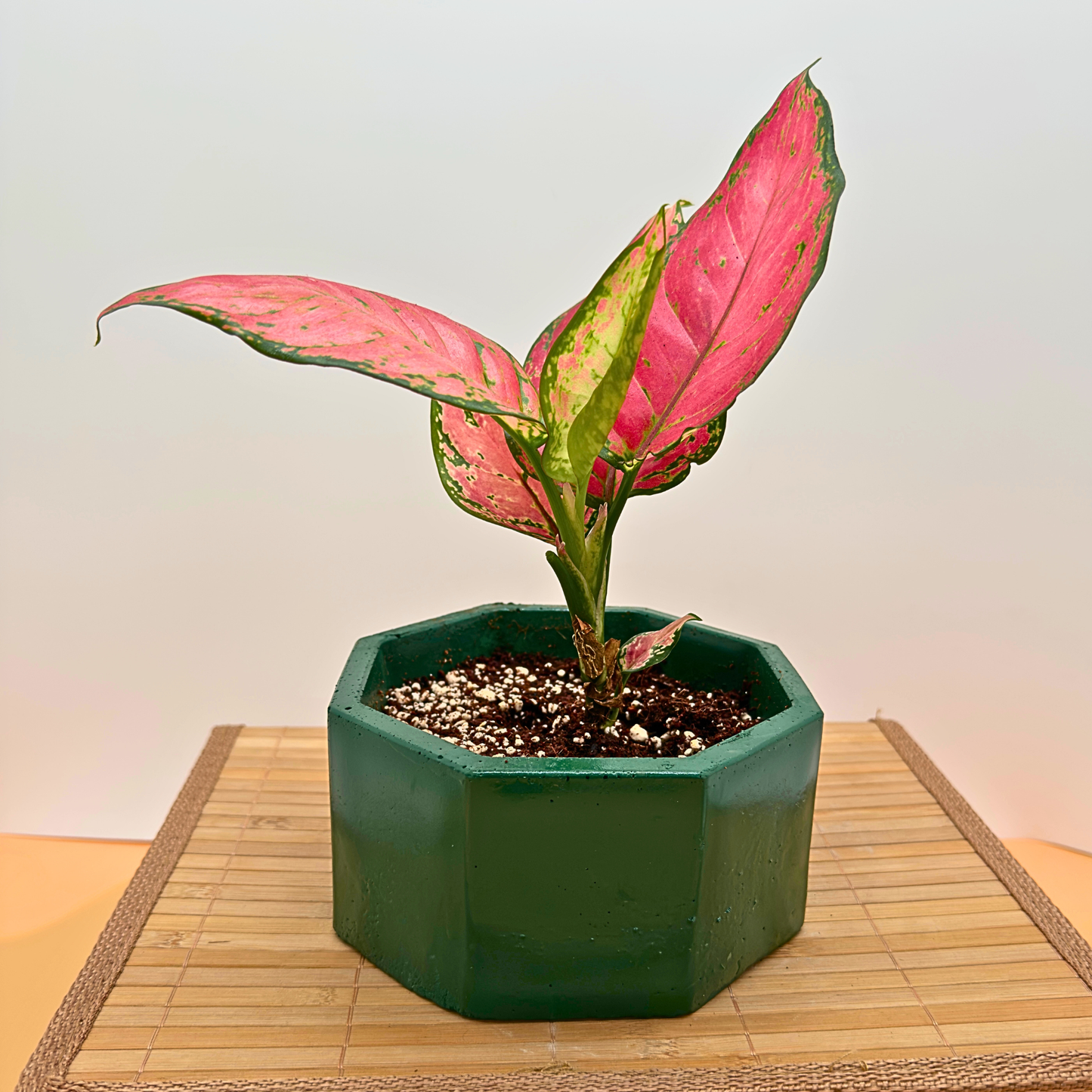 Aglaonema 'Pink Dalmatian' Variegated Houseplant