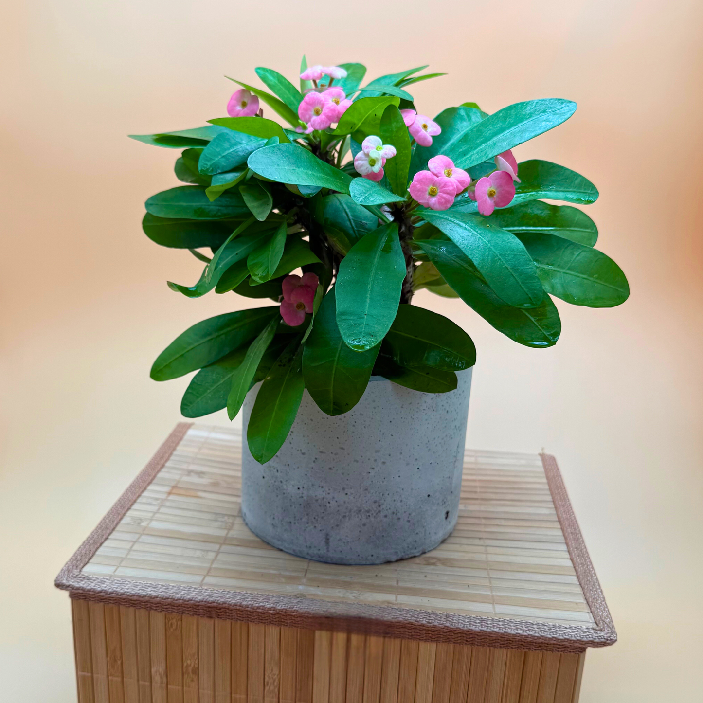 Crown of Thorns Plant – Light Pink Flowers in 6" Slate Gray Charlie Pot