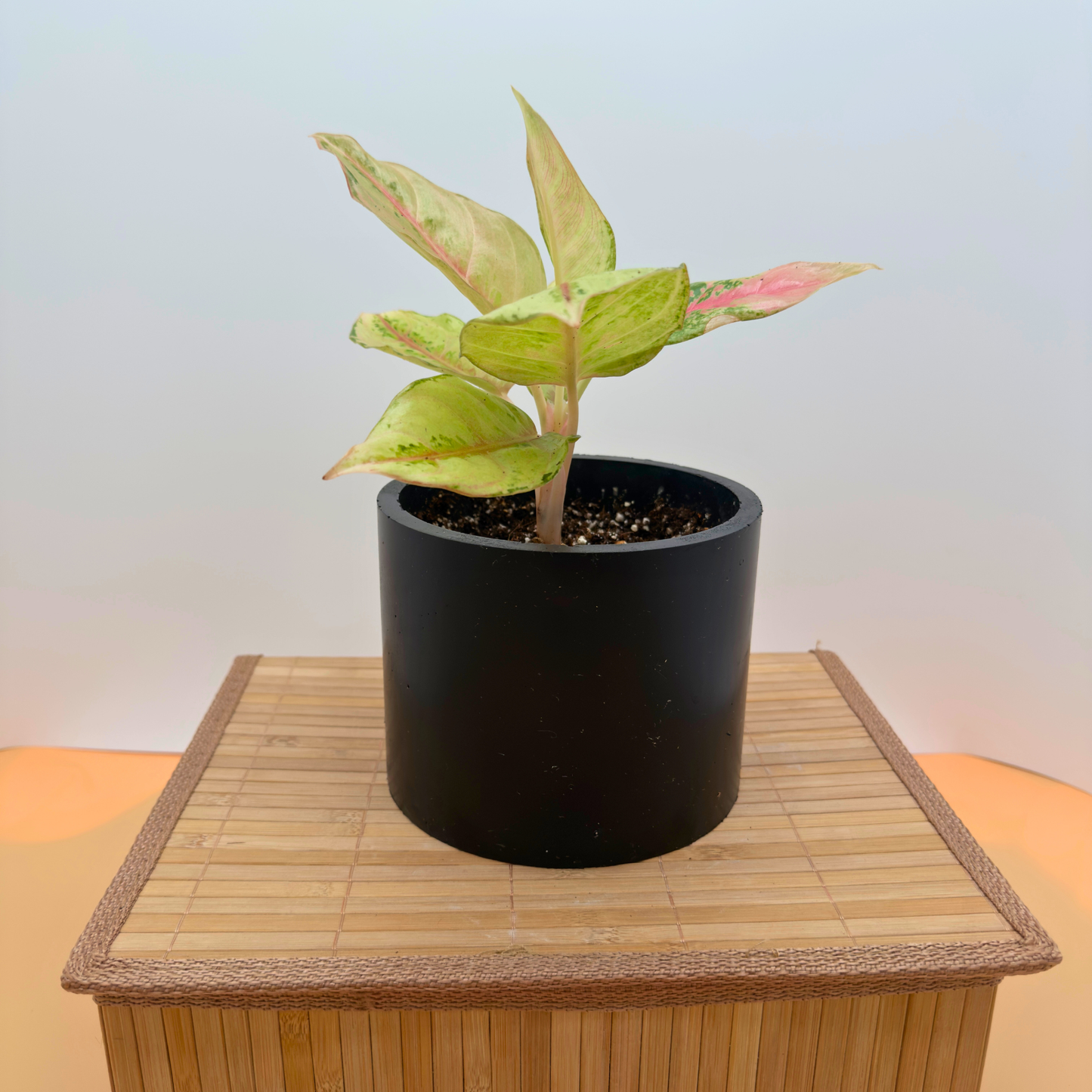 Aglaonema ‘Frozen’ – 6″ Charlie Pot | Variegated Plant