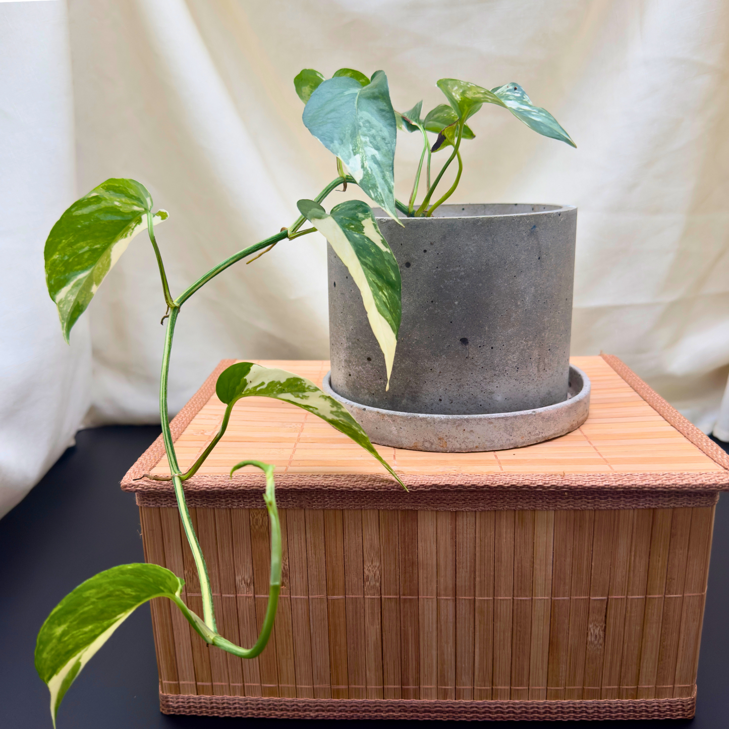 Epipremnum pinnatum albo-variegata – 6″ Charlie Pot | Variegated Vine