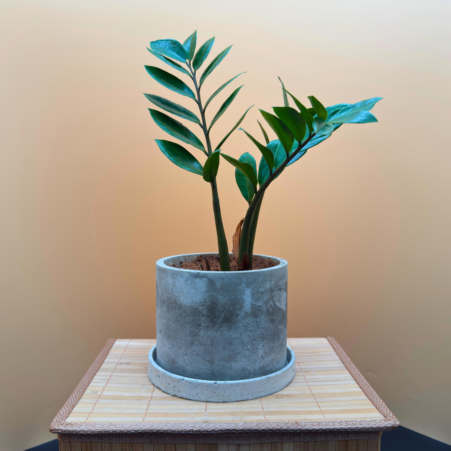 ZZ Plant in 6” Charlie Pot (Slate Gray) – Easy-Care Indoor Plant
