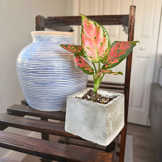 Aglaonema ‘Pink Dalmatian’ – Stunning Tropical Foliage in Your Choice of Pot
