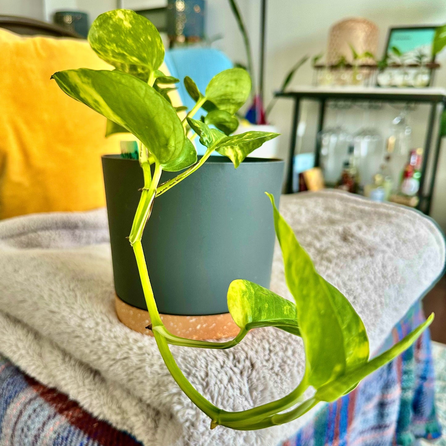 Golden Pothos / “Grower” size