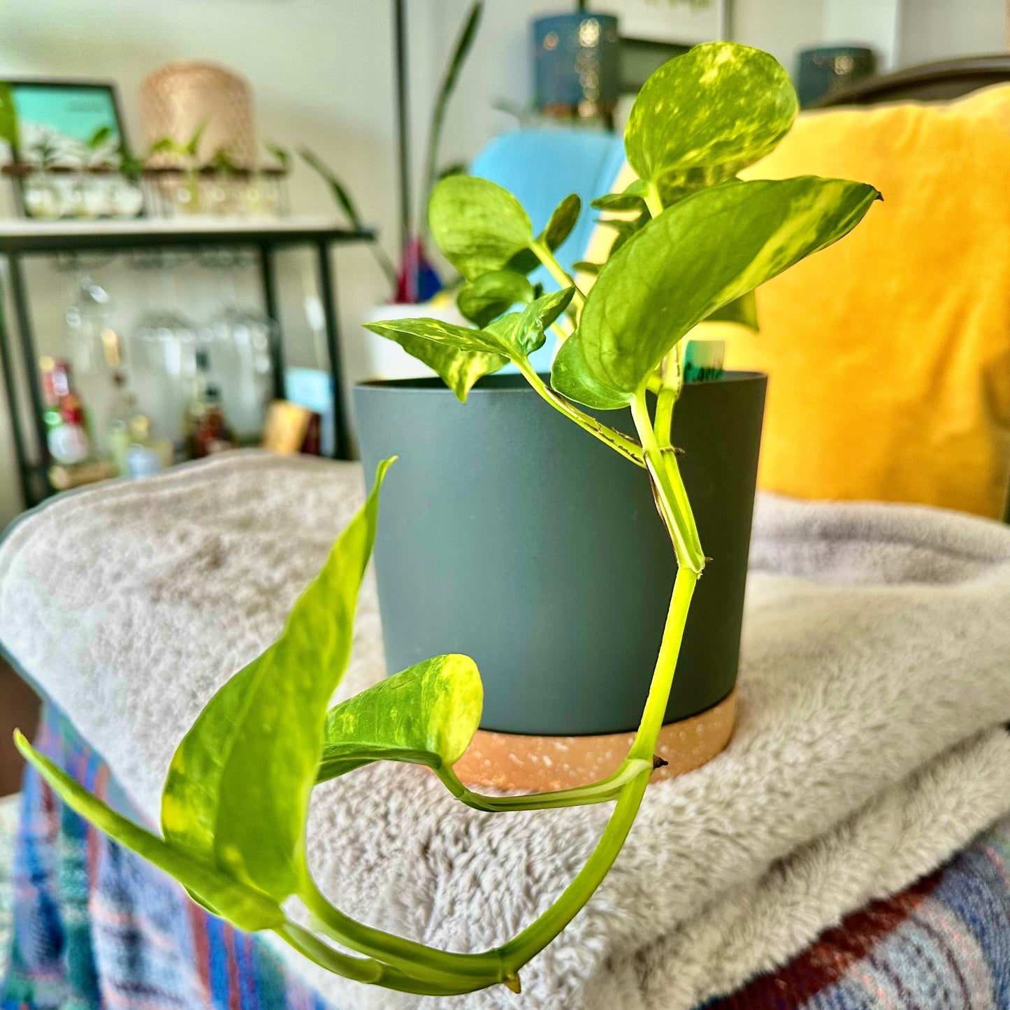 Golden Pothos / “Grower” size