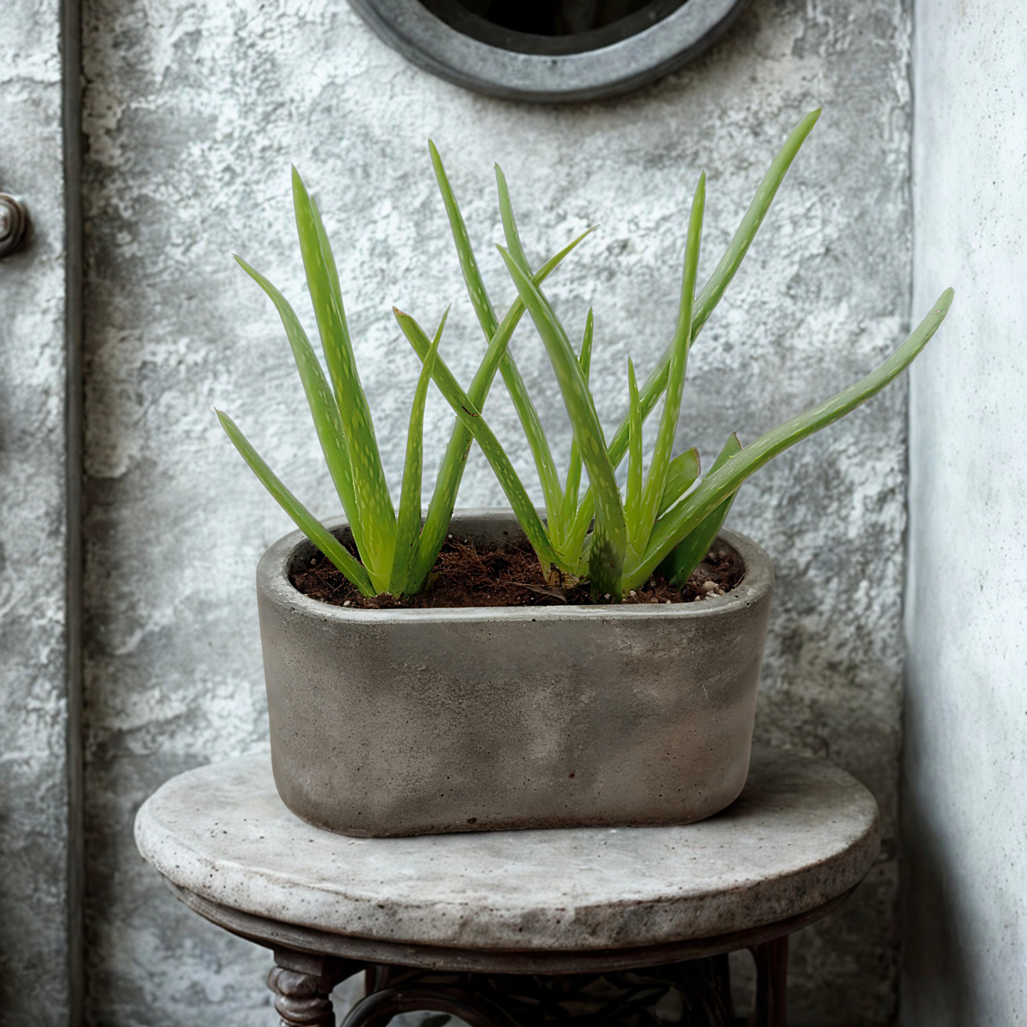 Aloe Vera – Soothing, Low-Maintenance Succulent in 4.5” Slate Gray Charlie Pot Signature Oval