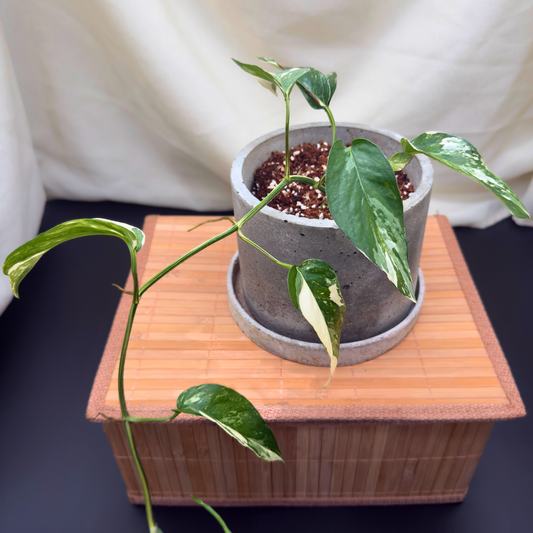 Epipremnum pinnatum albo-variegata – 6″ Charlie Pot | Variegated Vine