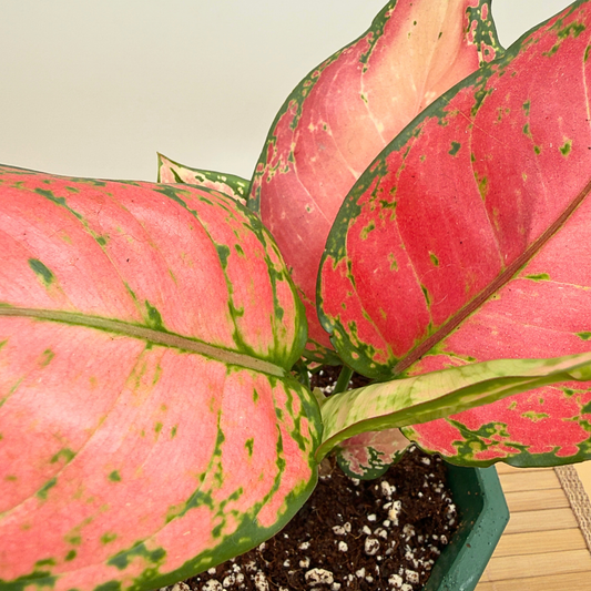 Aglaonema ‘Pink Dalmatian’ – Low-Light Variegated Houseplant in Premium Charlie Pot