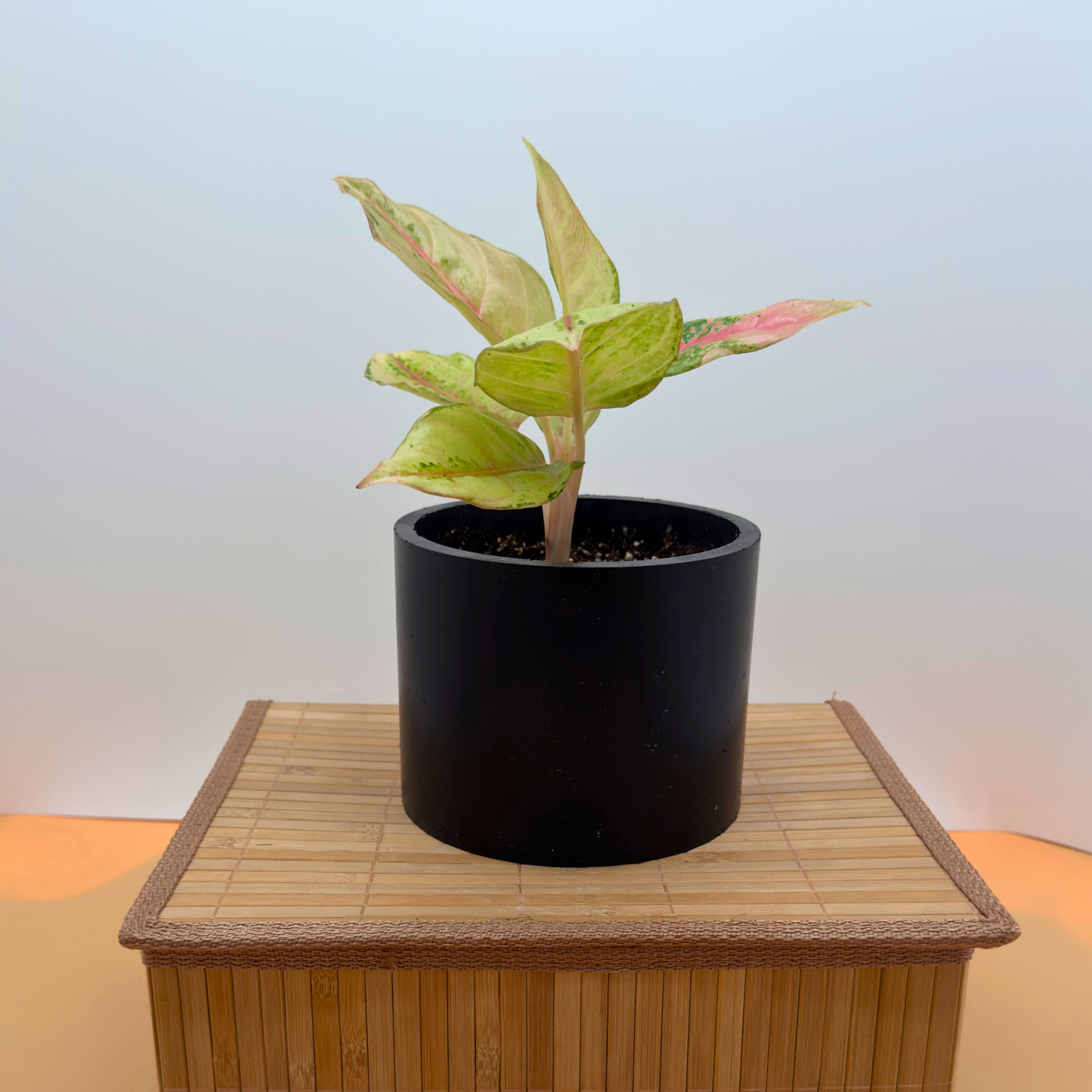 Aglaonema ‘Frozen’ – 6″ Charlie Pot | Variegated Plant