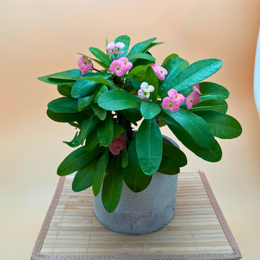 Crown of Thorns Plant – Light Pink Flowers in 6" Slate Gray Charlie Pot