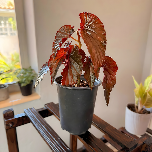 Red Angel Wing Begonia – Bold Foliage Begonia in Premium Pot Options