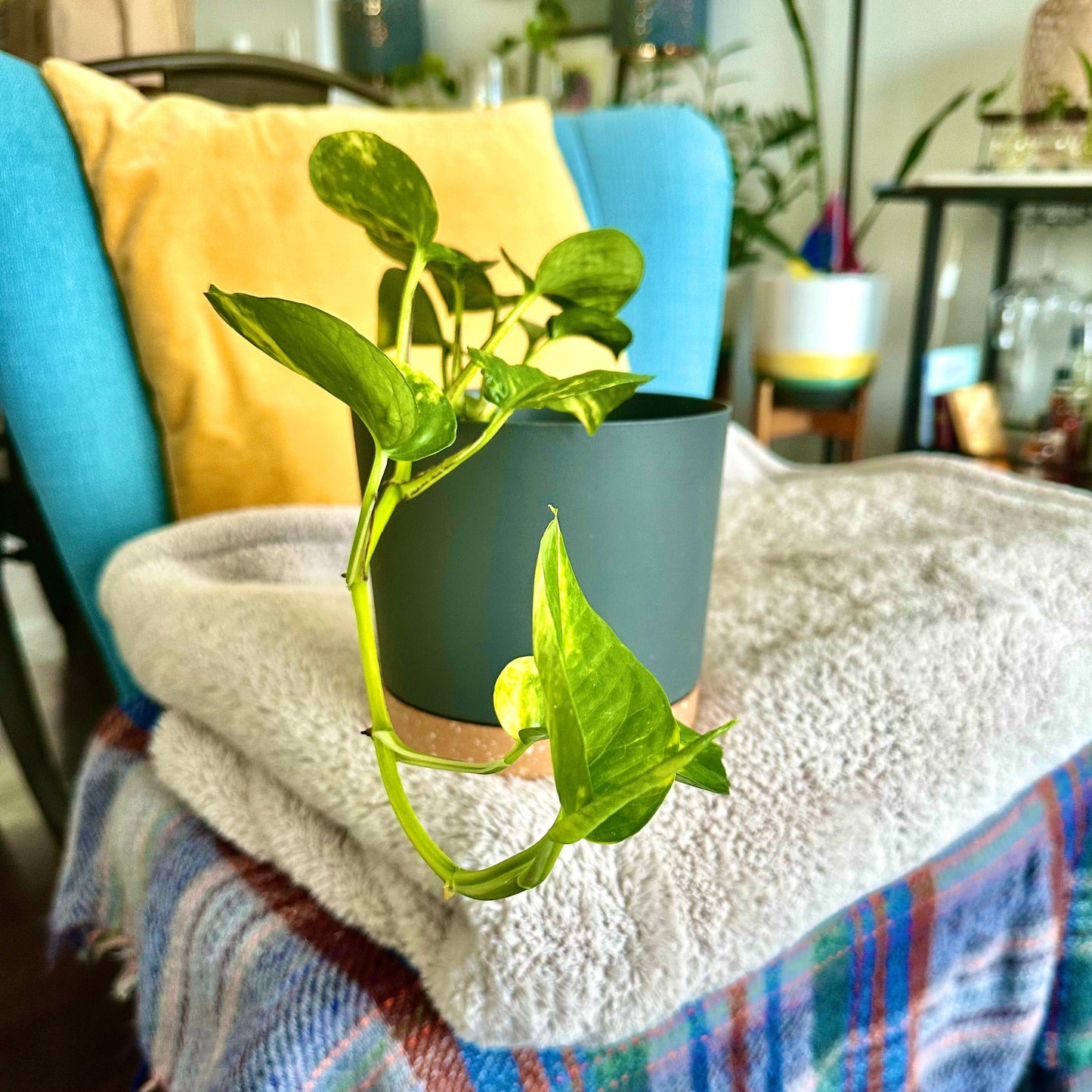 Golden Pothos / “Grower” size