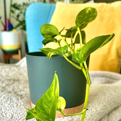 Golden Pothos / “Grower” size