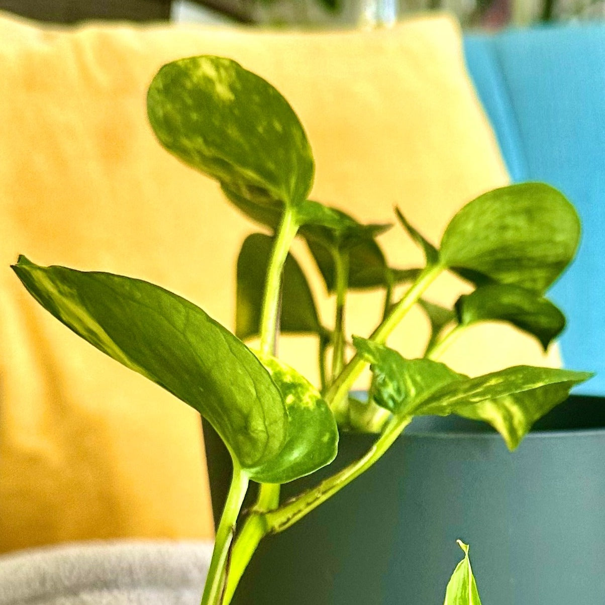 Golden Pothos / “Grower” size