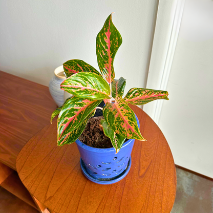 Aglaonema "Sparkling Sarah" / "Grower" size