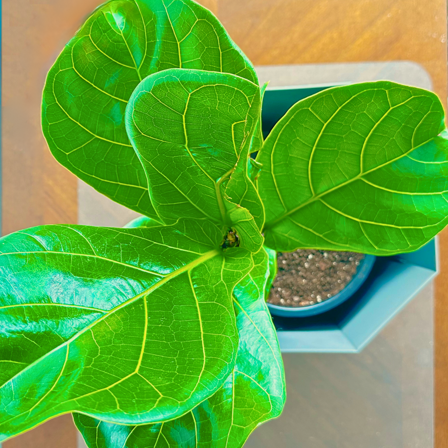 Fiddle Leaf Fig / tamanho “papai”