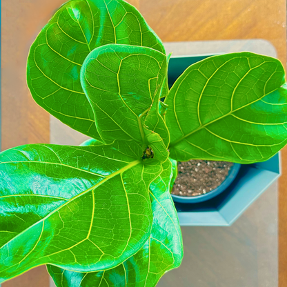 Fiddle Leaf Fig / “Daddy” size