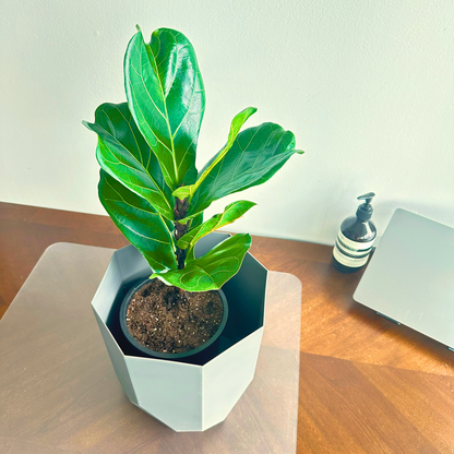 Fiddle Leaf Fig / tamanho “papai”