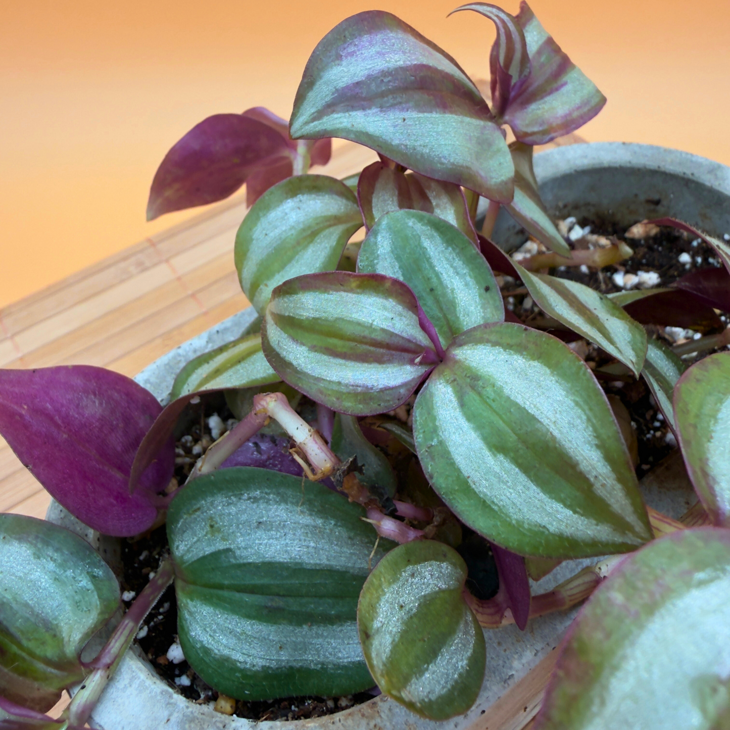 Silver Inch Plant – Trailing Indoor Tradescantia in 4.5” Charlie Pot