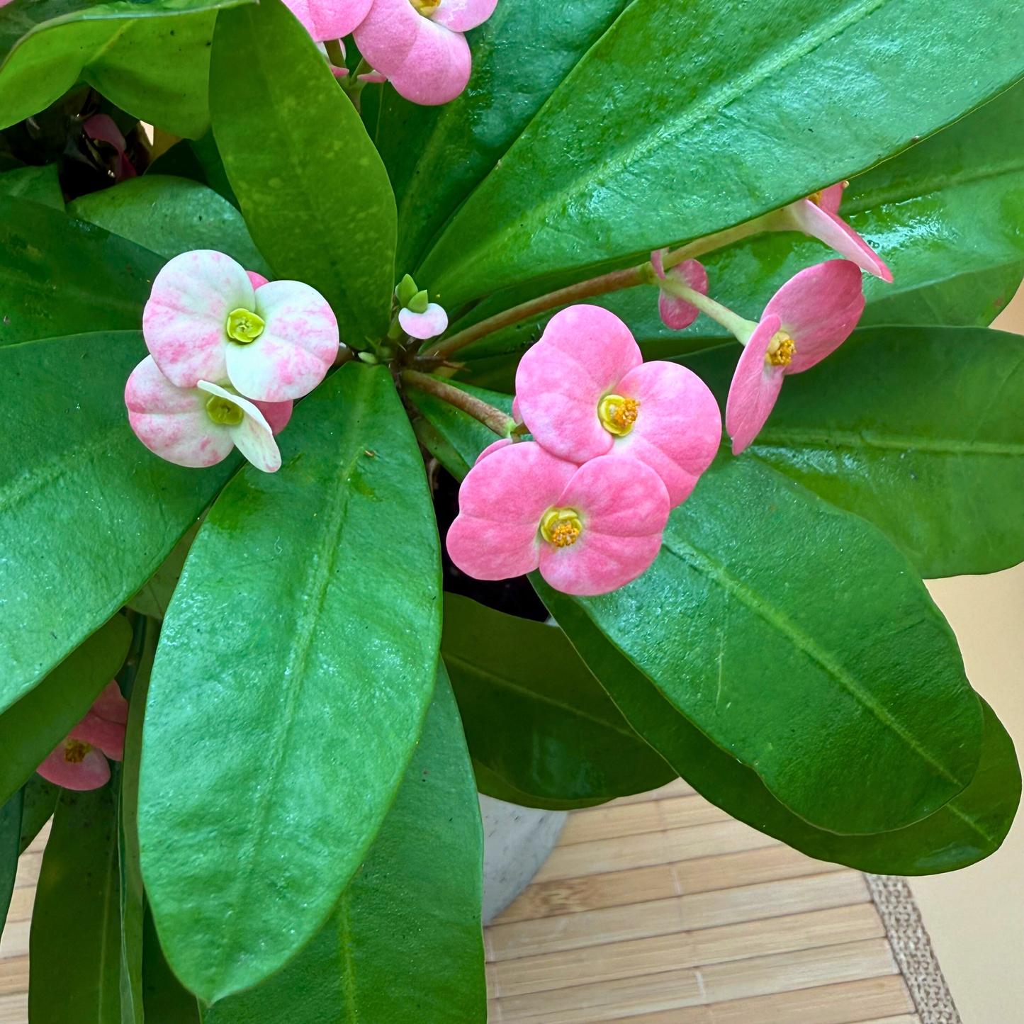 Crown of Thorns Plant – Light Pink Flowers in 6" Slate Gray Charlie Pot