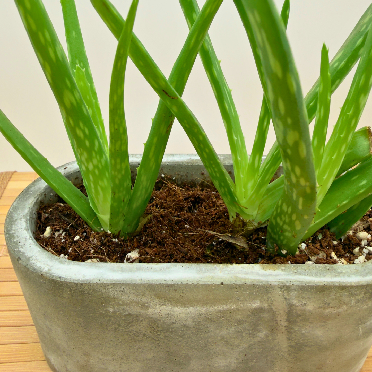 Aloe Vera – Soothing, Low-Maintenance Succulent in 4.5” Slate Gray Charlie Pot Signature Oval