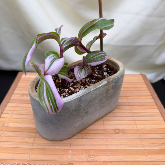 Tradescantia ‘Lavender’ – Fast-Growing, Trailing Indoor Plant with Silver and Green Variegation in 4.5” Charlie Pot Signature, Slate Gray