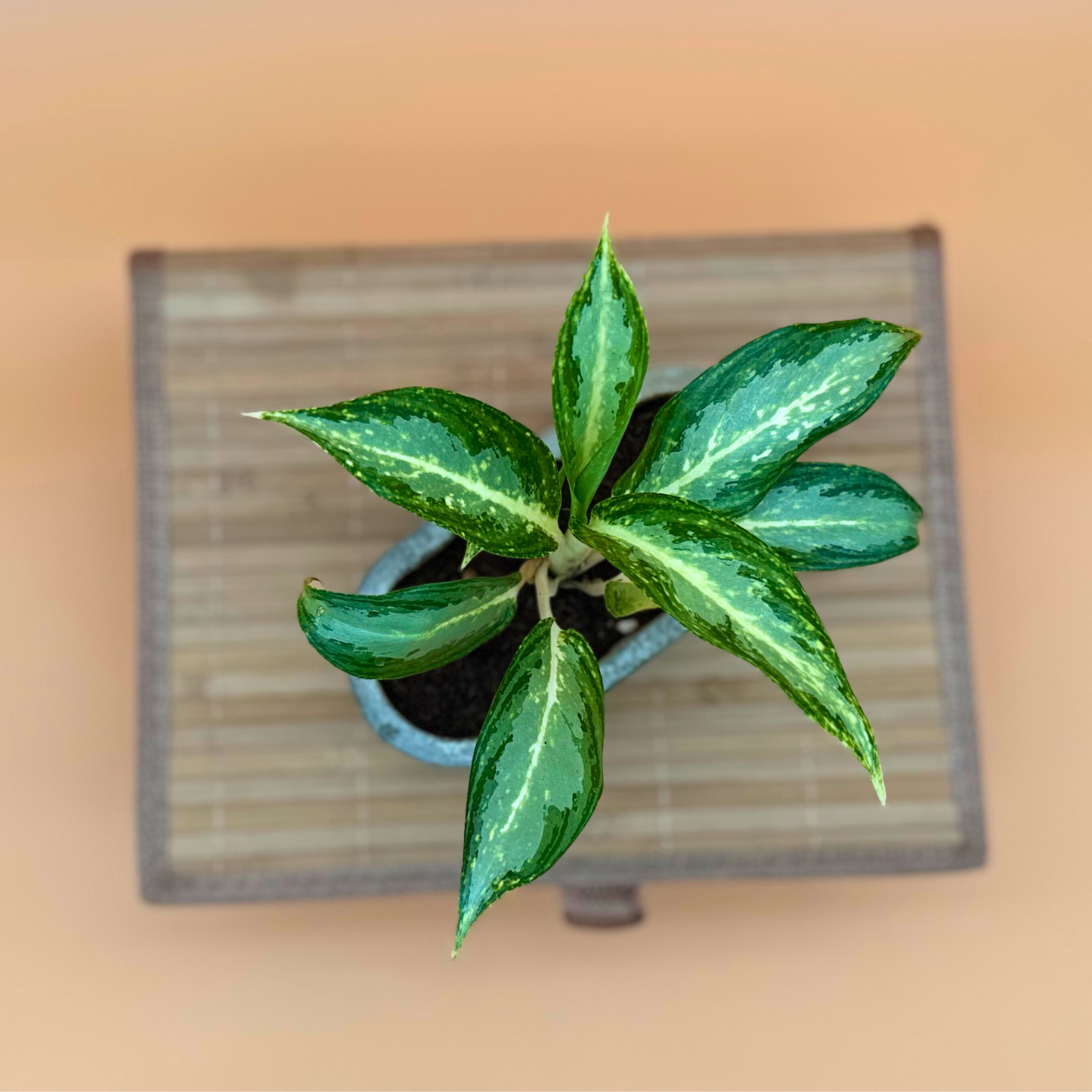 Dieffenbachia ‘Compacta’ – Easy-Care Indoor Plant in 4.5” Charlie Pot