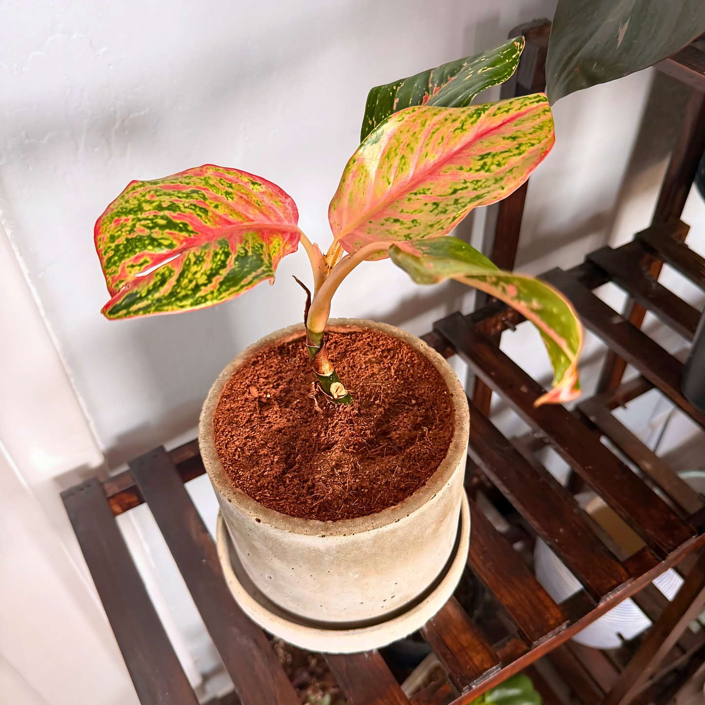 Aglaonema Sparkling Sarah – Colorful Speckled Pink & Green Plant in Charlie Pot Original 6" Soft Gray