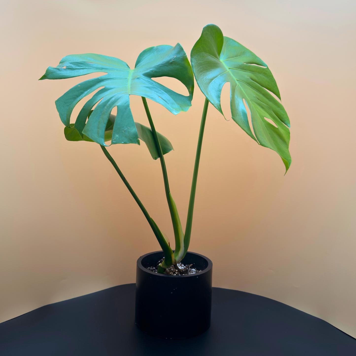 Monstera Deliciosa in 6” Charlie Pot (Midnight Black) – Iconic Indoor Plant