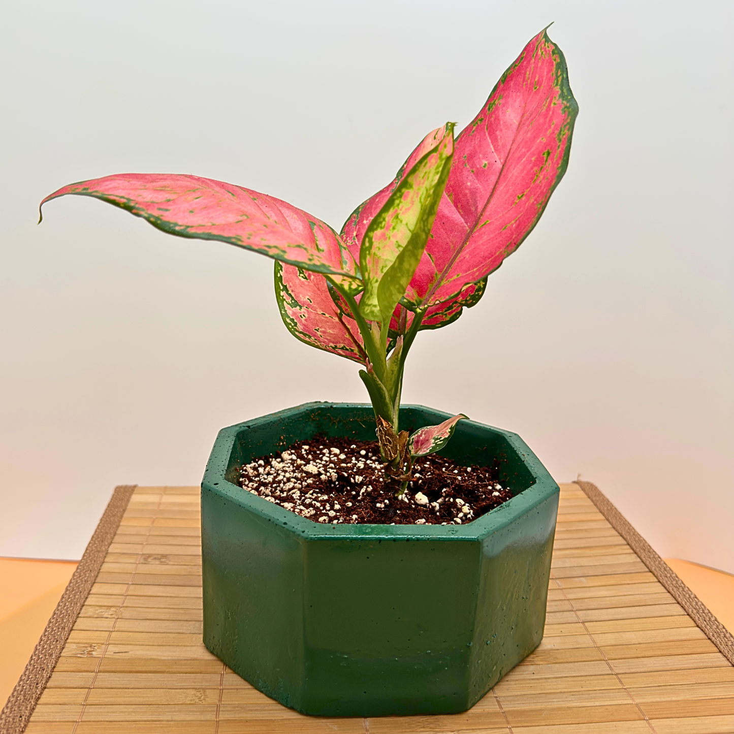 Aglaonema 'Pink Dalmatian' Variegated Houseplant