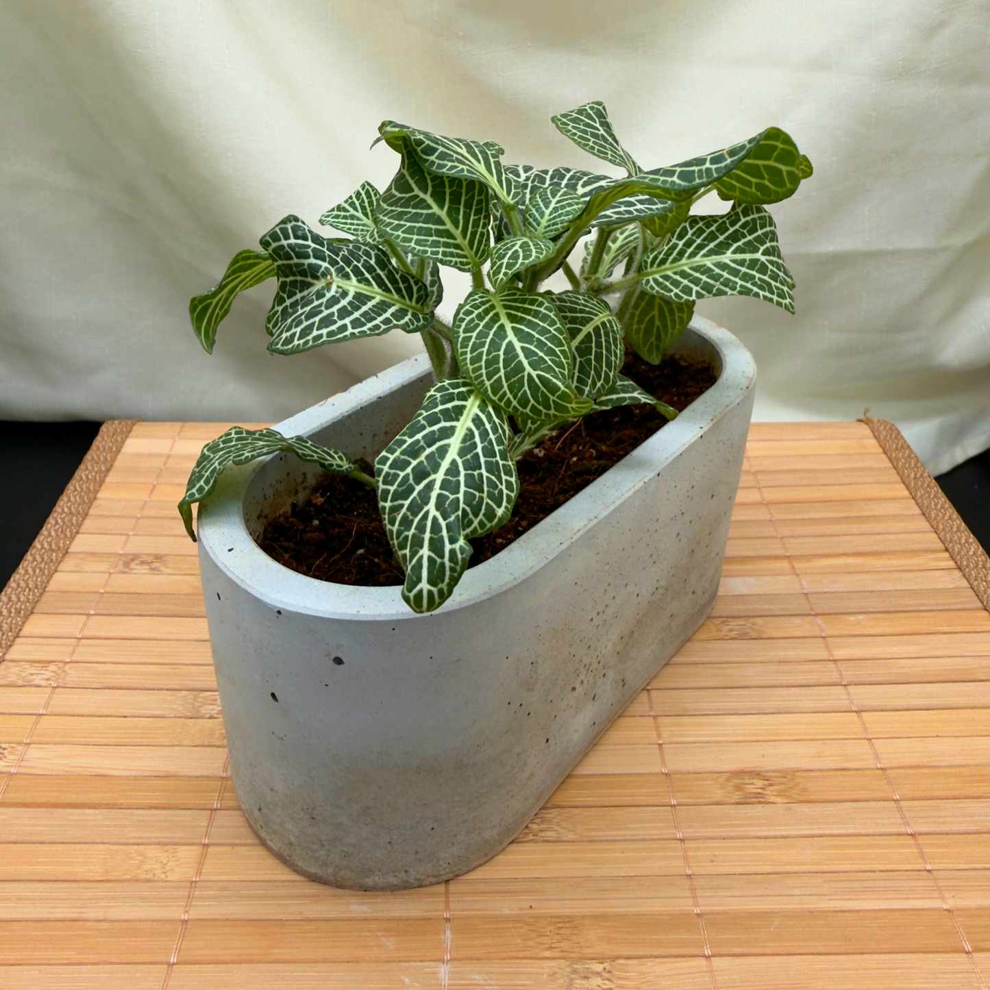 Silver Nerve Plant – Easy-Care Fittonia with Bold Foliage in Charlie Pot