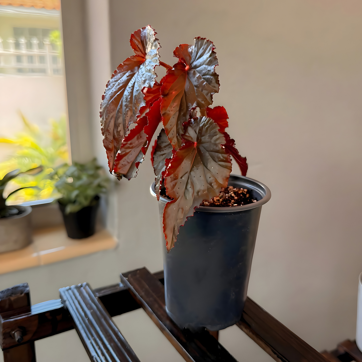 Red Angel Wing Begonia – Bold Foliage Begonia in Premium Pot Options