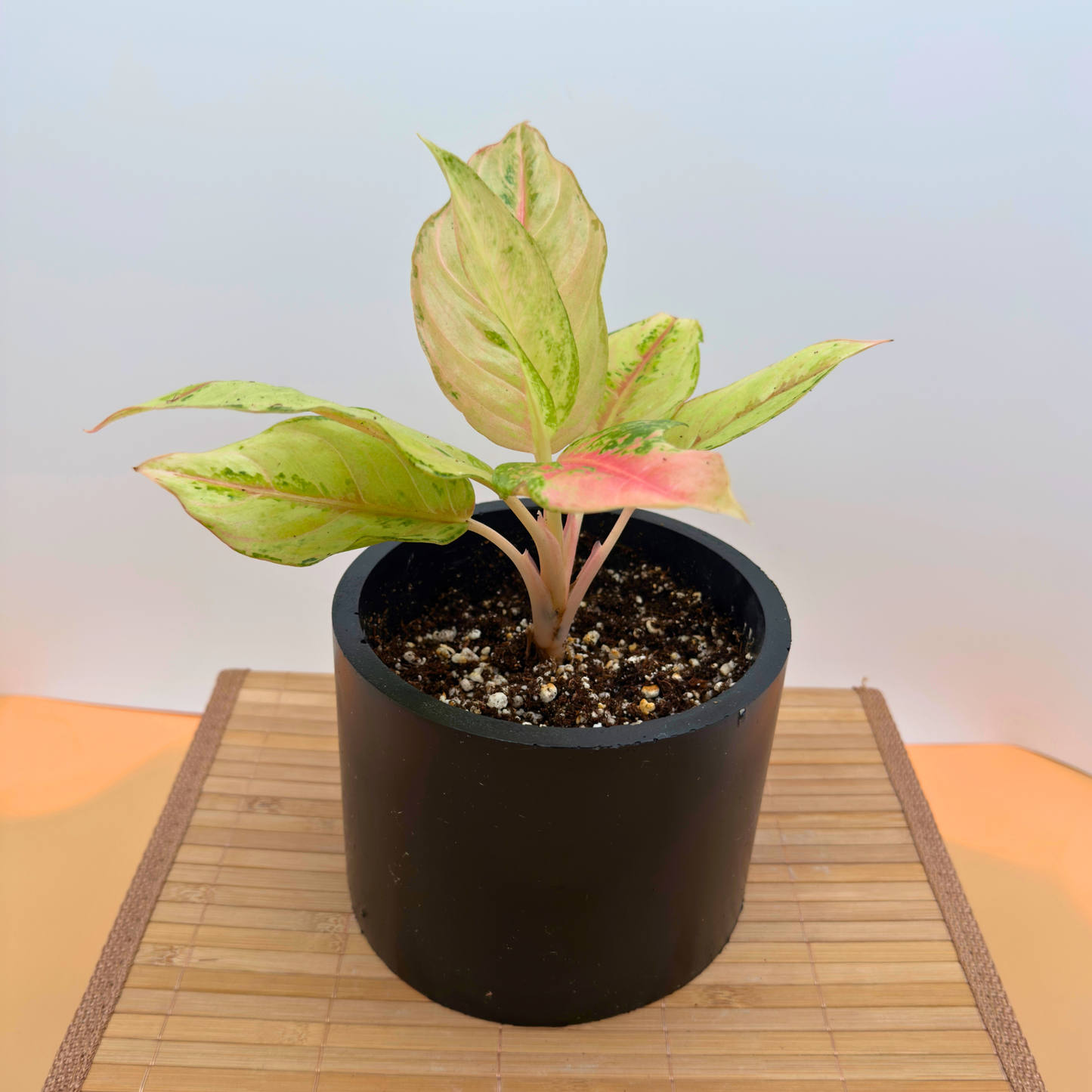 Aglaonema ‘Frozen’ – 6″ Charlie Pot | Variegated Plant