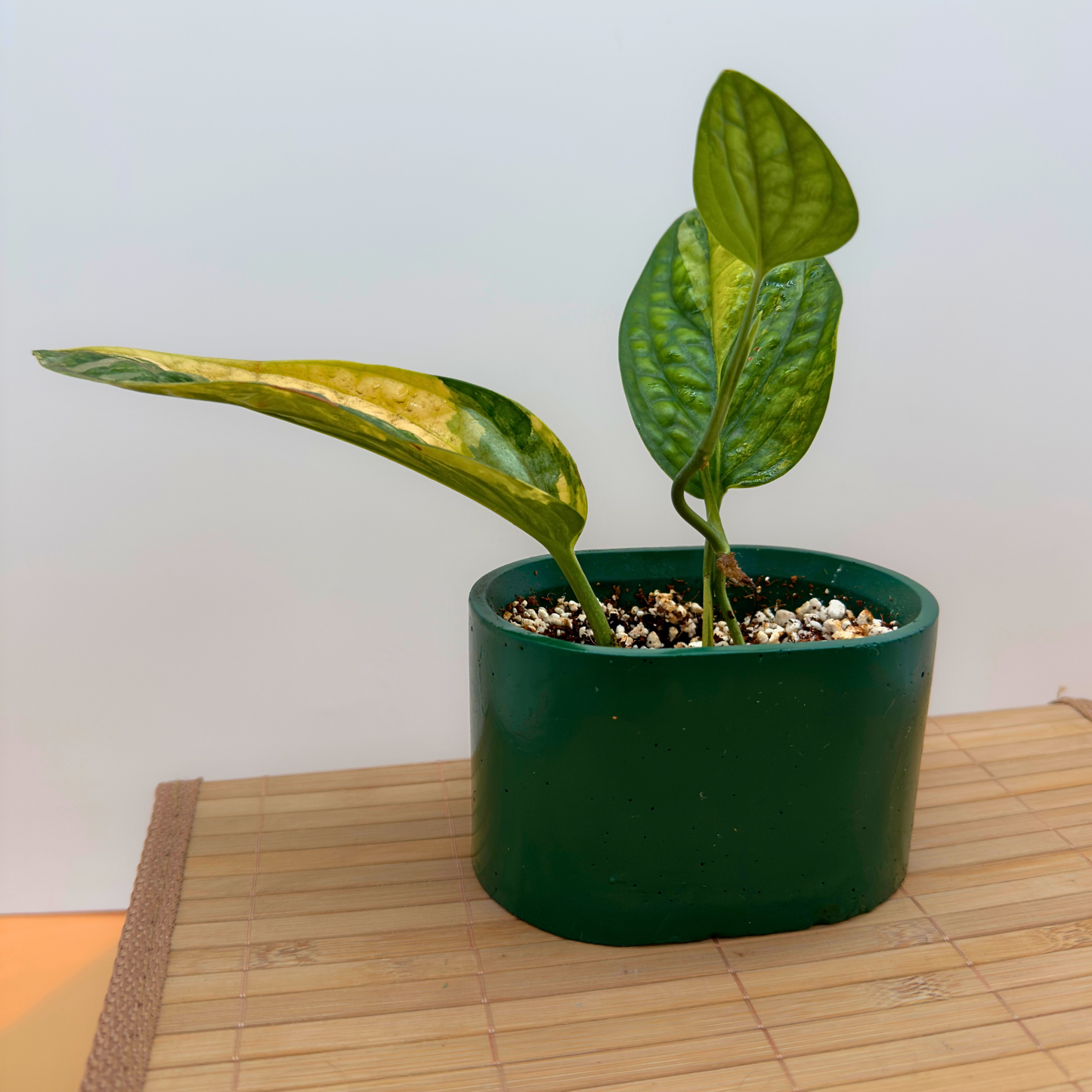 Variegated Monstera Peru – Rare Collector Aroid in 3” Nursery Pot