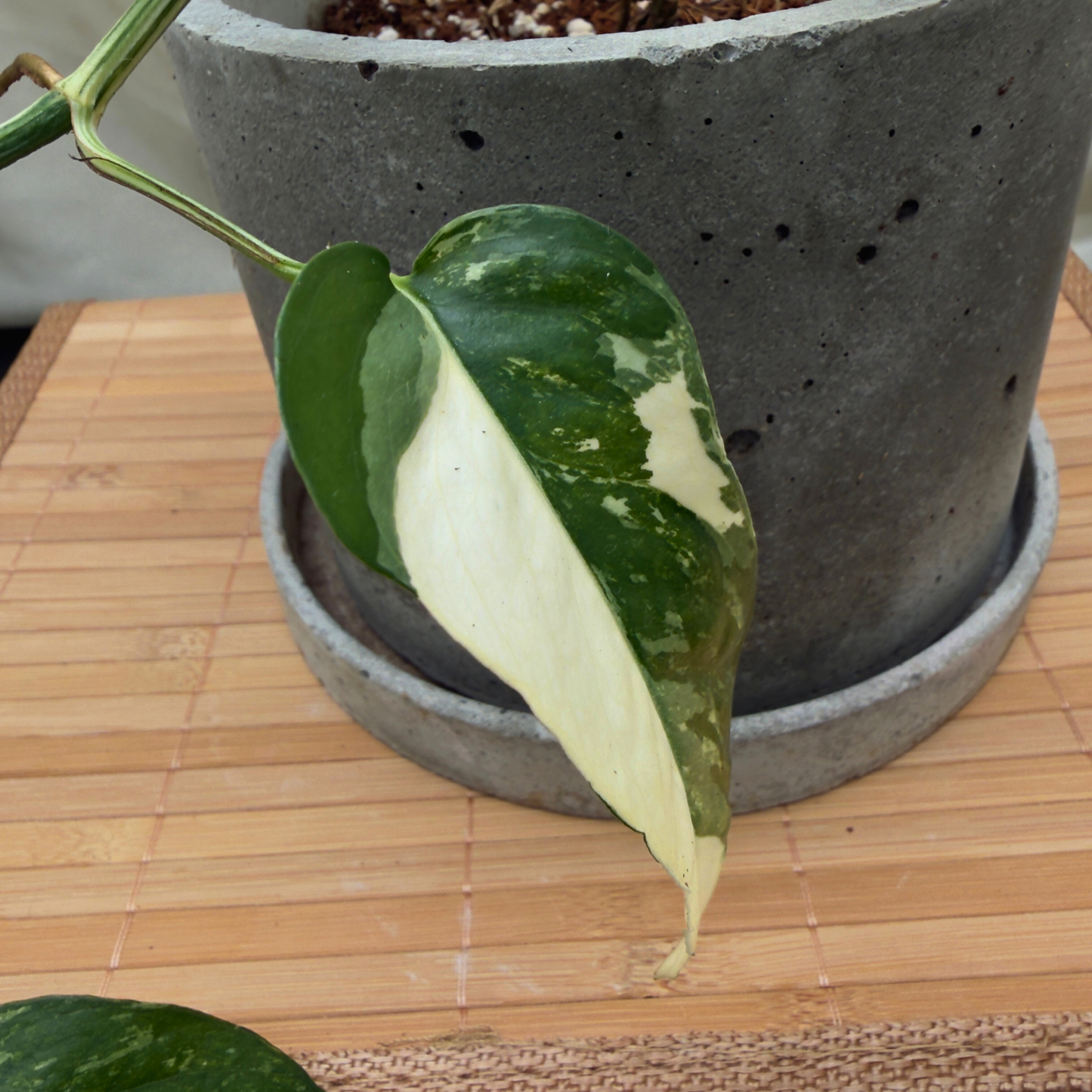 Epipremnum pinnatum albo-variegata – 6″ Charlie Pot | Variegated Vine