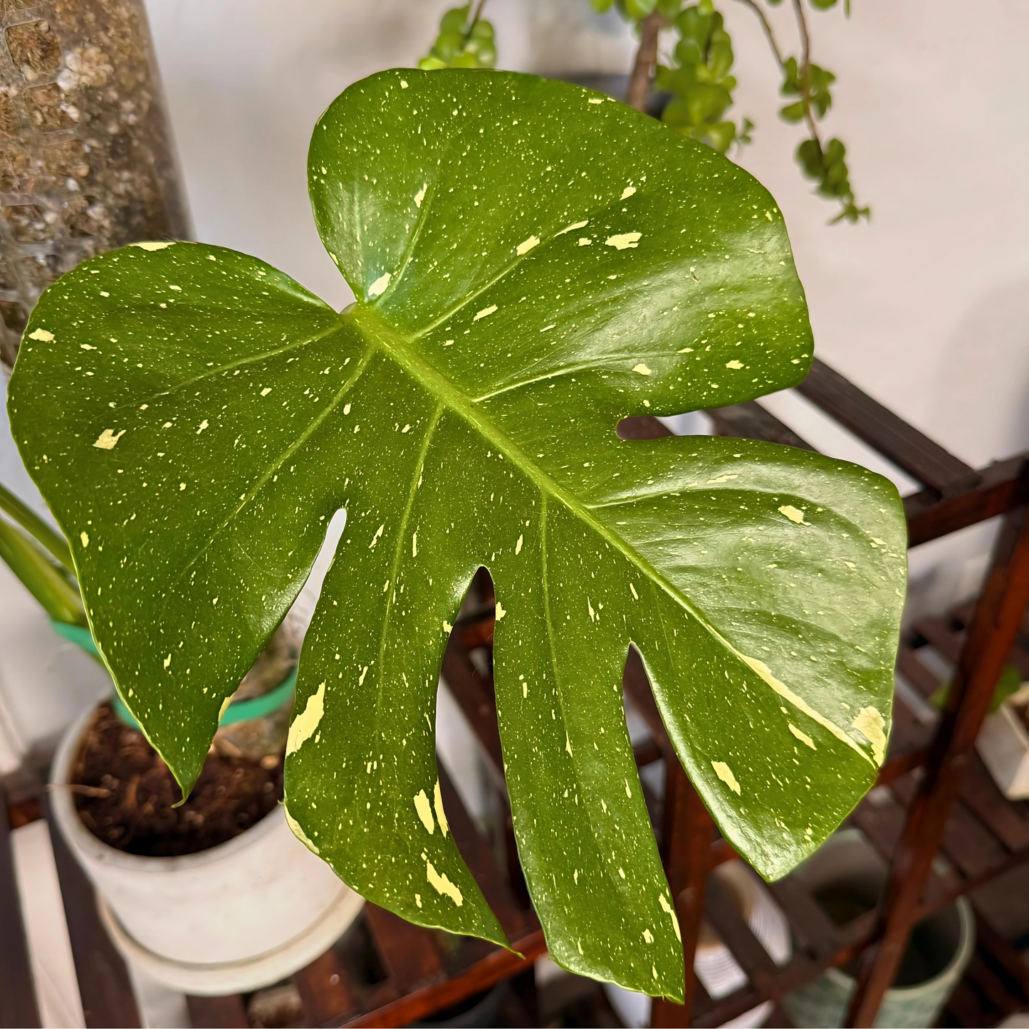 Monstera Thai Constellation – Rare Variegated Statement Plant in Charlie Pot with Grow Pole