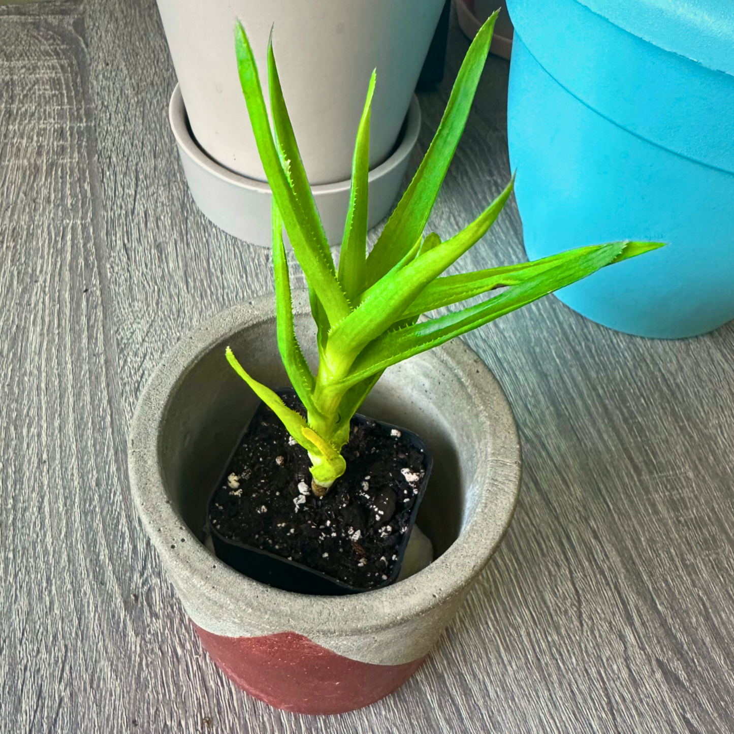 Aloe Vera / “Baby” size