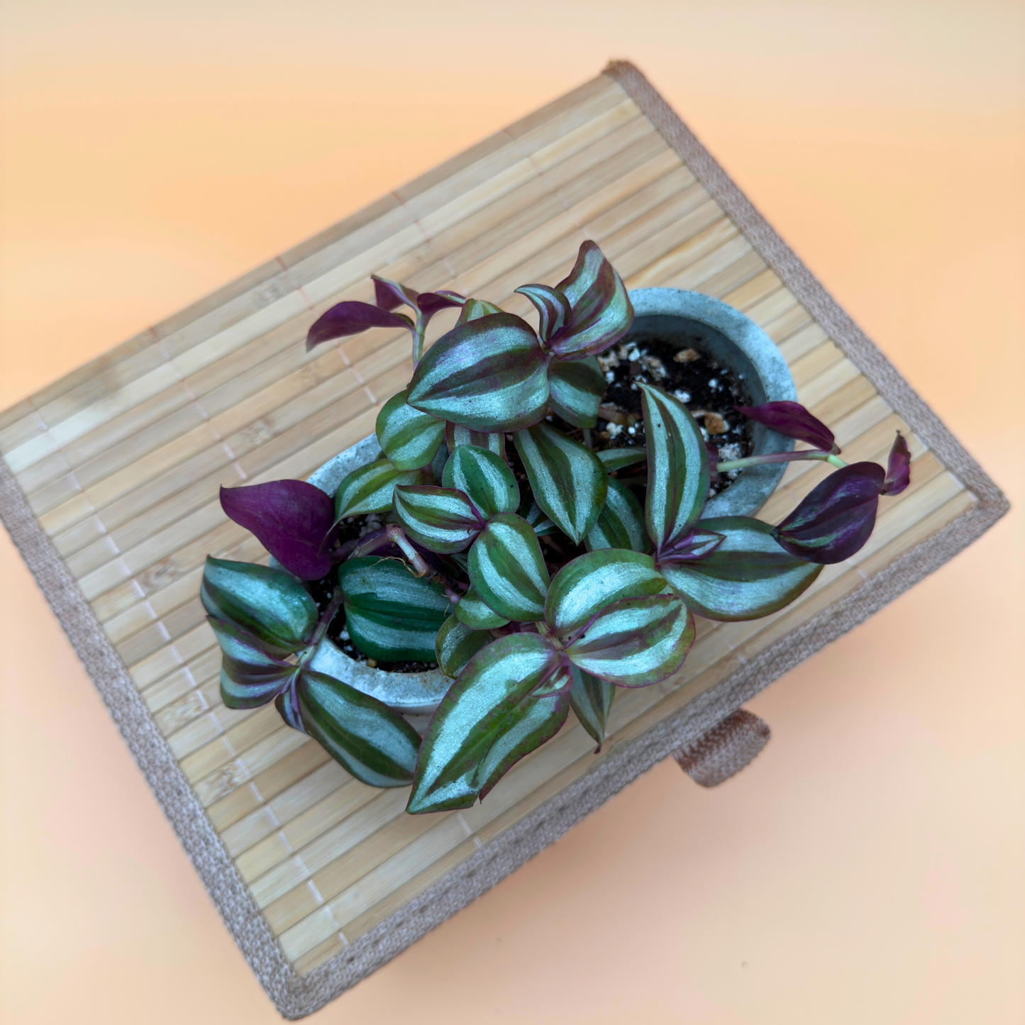 Silver Inch Plant – Trailing Indoor Tradescantia in 4.5” Charlie Pot