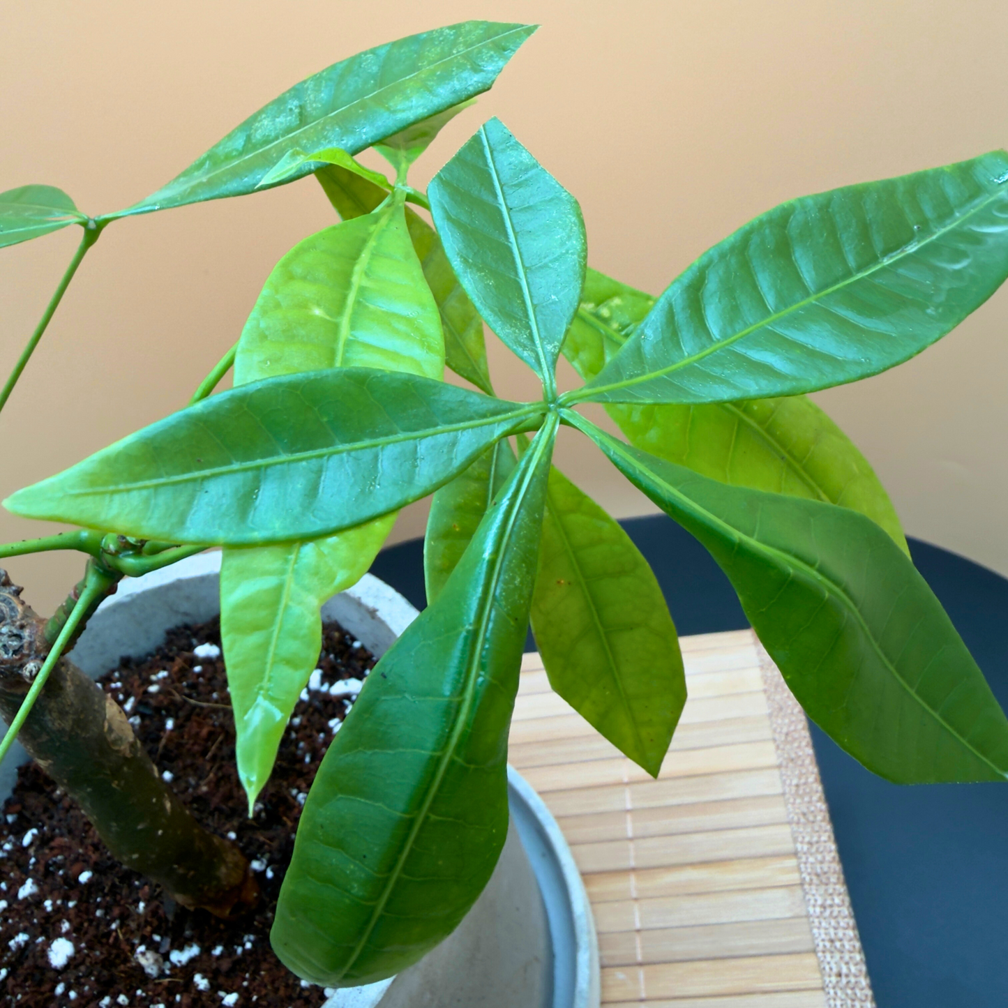 Money Tree (Pachira aquatica) – Easy-Care in 6” Charlie Pot Original