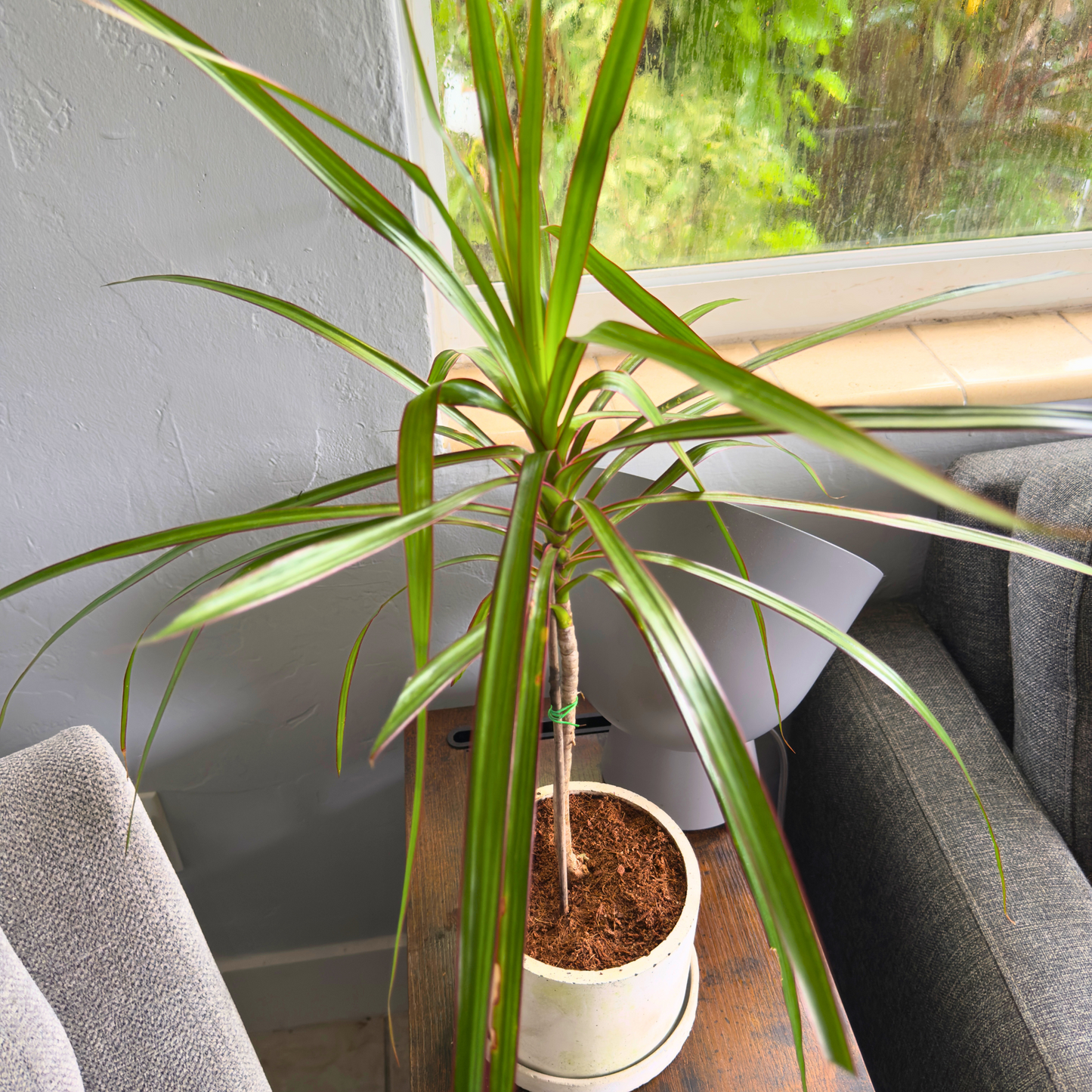 Dragon Tree ‘Magenta’ – Easy-Care Indoor Plant with Rose-Gold Foliage in 6” Charlie Pot Original, Soft Gray