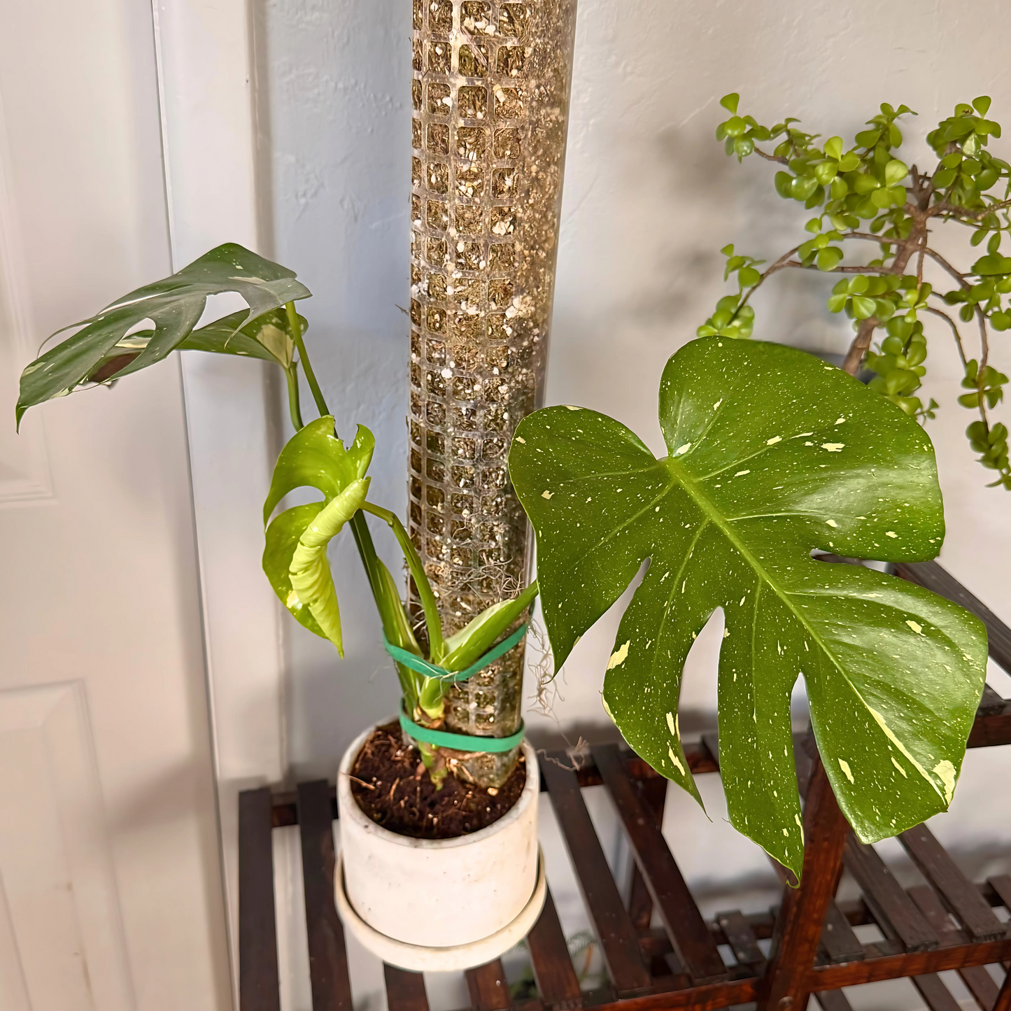Monstera Thai Constellation – Rare Variegated Statement Plant in Charlie Pot with Grow Pole