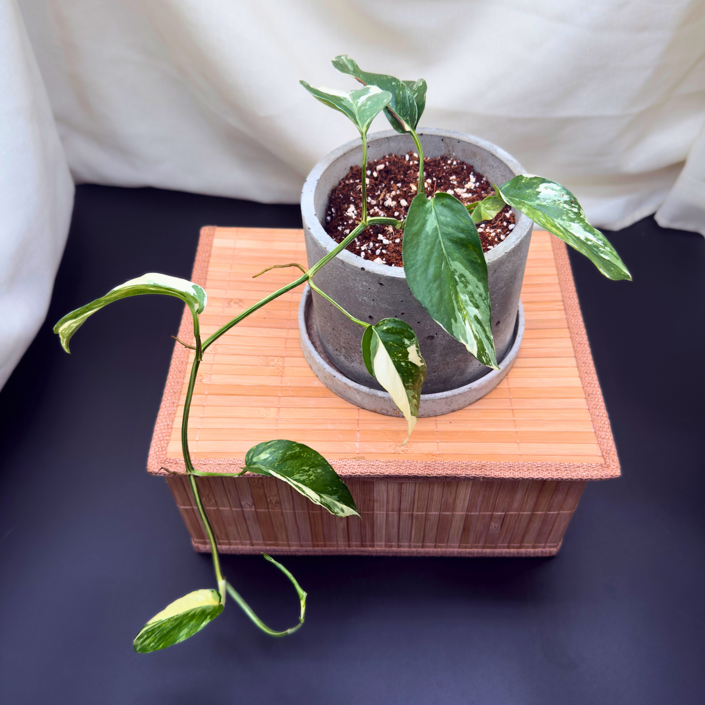 Epipremnum pinnatum albo-variegata – 6″ Charlie Pot | Variegated Vine