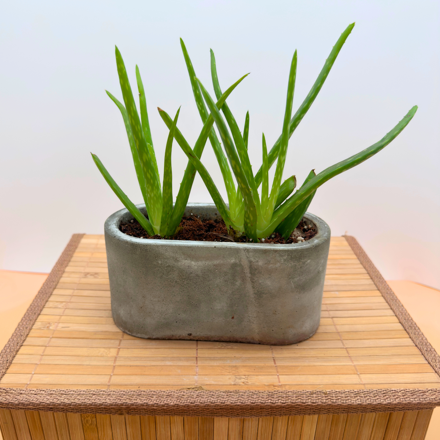 Aloe Vera – Soothing, Low-Maintenance Succulent in 4.5” Slate Gray Charlie Pot Signature Oval