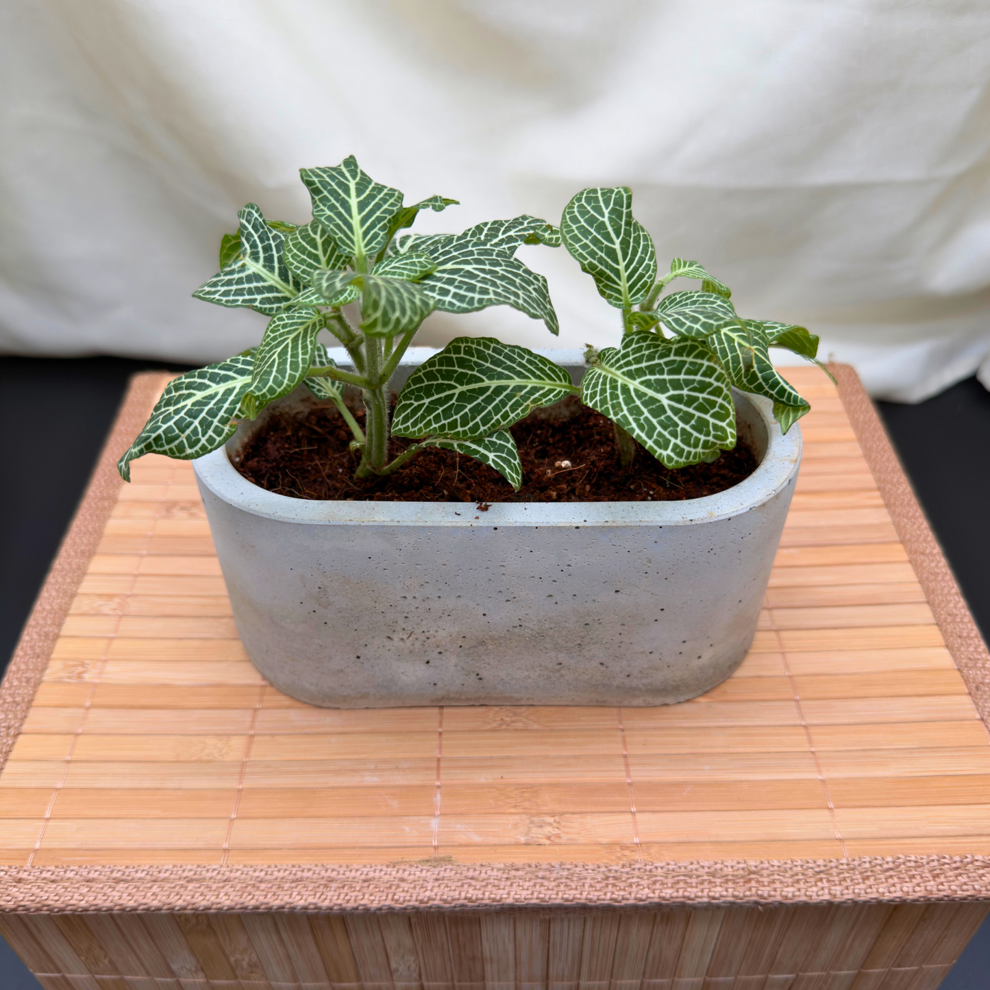 Silver Nerve Plant – Easy-Care Fittonia with Bold Foliage in Charlie Pot